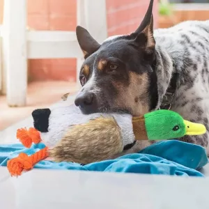 dog chew toy, squeaky toy, plush duck, duck toy