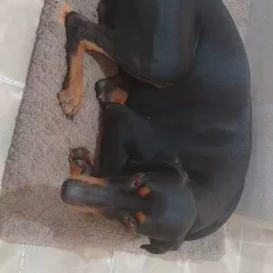 Received Short Plush Dog Bed with Removable Cover from customer G*****h.