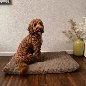 Received Short Plush Dog Bed with Removable Cover from customer L*****n.